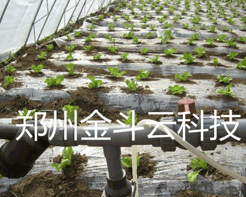 山東壽光大棚青菜蜜桃亚洲AV无码一区二区三区工程